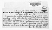 Sphaeropsis baptisiae image